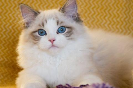 布偶猫真的适合你吗？养布偶猫的几个重要考虑因素