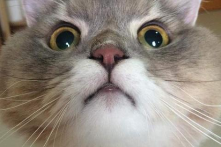 金吉拉尾巴怎么变蓬松？快速有效的护理技巧