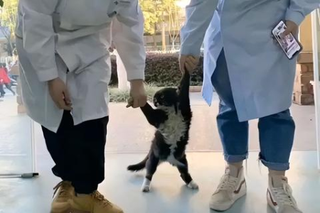 猫咪丢了会记得主人吗？探索猫咪的记忆与情感