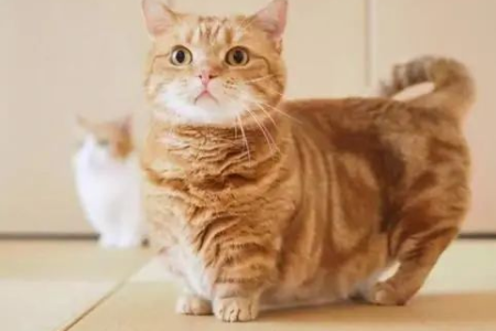 白脚猫好不好养？关于白脚猫的常见误区及饲养建议