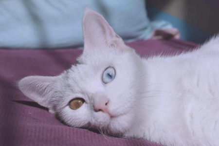 异瞳猫是天生耳聋吗？揭秘异瞳猫的听力状况