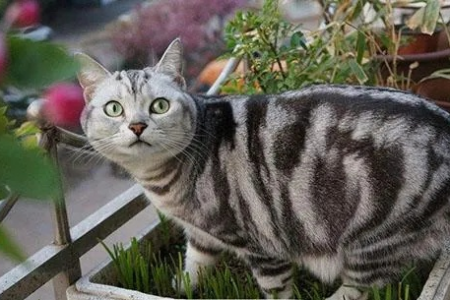 美短猫眼睛颜色与品种纯度关系，你了解多少？