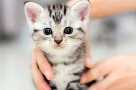 养小猫咪需要注意什么？新手铲屎官必看养猫指南