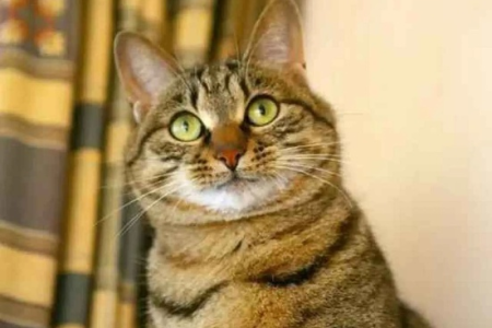 狸花猫是田园猫吗？带你认识中国本土猫咪品种