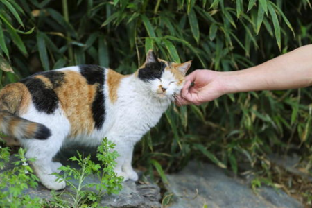 公三花猫能生育吗？揭秘三花猫的生育秘密