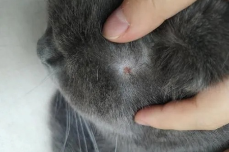 猫身上有凸起的小肉粒是什么？猫咪皮肤问题详解