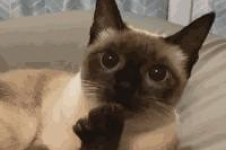 想知道暹罗猫和布偶猫的区别？这篇帮你快速分辨！