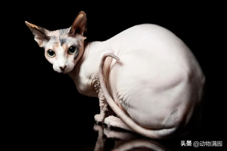 你知道全身没有毛的猫是什么品种吗？揭秘无毛猫的秘密