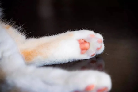 猫咪肉垫的秘密：不止是可爱，还有这些实用功能