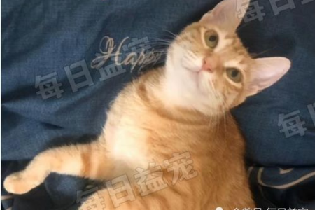 蓝猫与橘猫的爱情结晶：小猫花色会遗传谁？