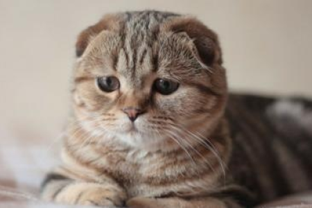 折耳猫过了几岁不发病？真相是：终身都有发病可能
