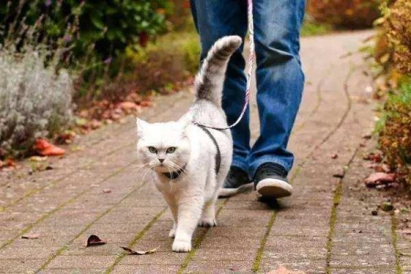 想遛猫？这三种猫咪性格好，带出门更省心
