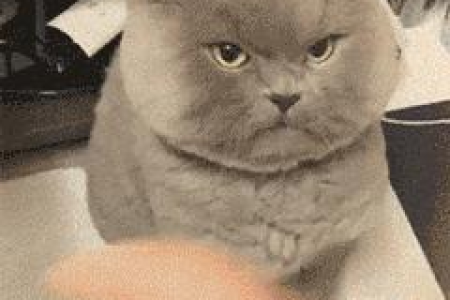 山猫布偶和其它布偶猫的显著区别是什么？简单易懂的对比分析