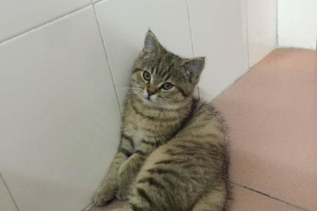 蓝白猫和美短猫杂交后代的颜值如何？