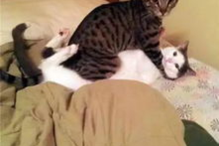 想了解体型最大的猫？带你认识巨型猫咪的世界！