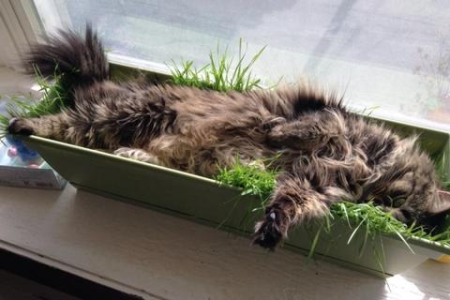猫咪爱吃的猫草究竟是什么？功效与作用详解