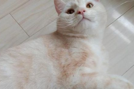 凯米尔色渐层猫是怎么来的？稀有基因组合大揭秘！