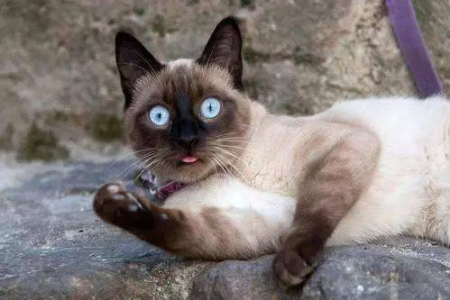 猫咪寿命一般是多少年？不同品种猫的寿命差异大吗？