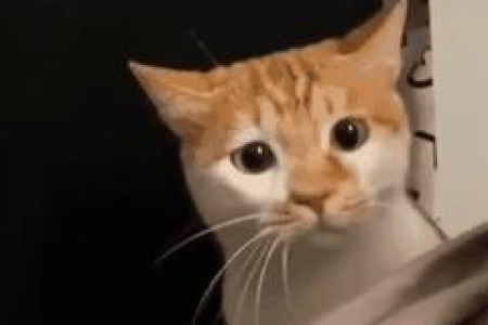 猫弓背竖尾巴什么意思？猫咪这些肢体语言透露了什么？