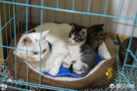 养猫新手必看：2个月大的猫咪需要关笼子吗？
