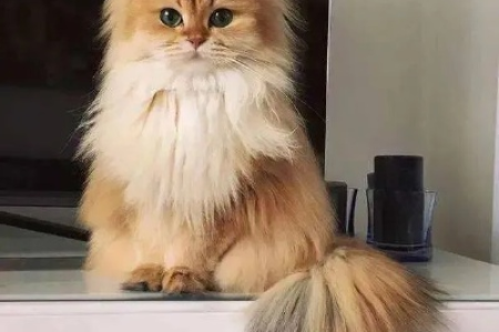 为什么有些猫咪耳朵上长毛？这和猫咪品种有关系吗？