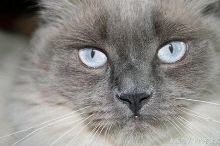 猫眼睛一天三变！揭秘瞳孔形状的奇妙变化