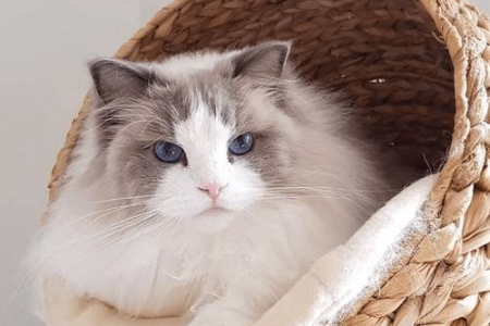想养布偶猫却担心掉毛？布偶猫掉毛的真相及应对方法
