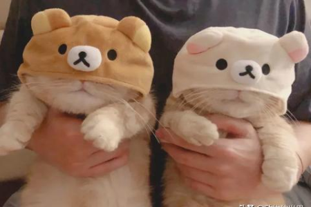 橘猫沙梨Sally是什么品种？它是只什么猫？