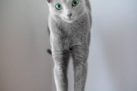到底哪国才是蓝猫的故乡？英国蓝猫和俄罗斯蓝猫有何不同？