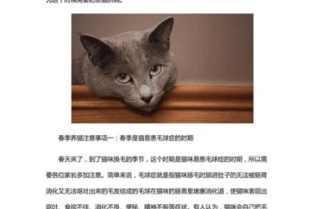 深入了解猫咪失格，这篇文章帮你解答疑惑