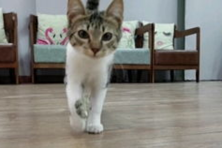 矮脚猫拿破仑猫是什么品种？它有哪些显著特征？