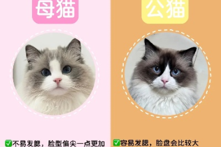 母猫公猫区别大揭秘：体型、性格、价格全方位对比