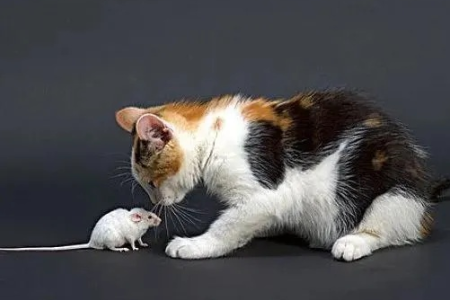 想养猫抓老鼠？这几种猫咪是你的最佳选择