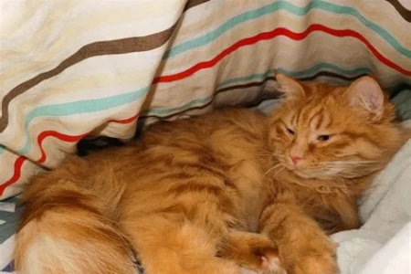 橘猫的平均寿命是多少岁？影响橘猫寿命的因素有哪些？