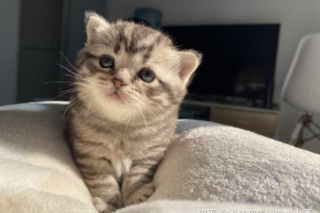 英短和美短配种生的小猫是什么品种？基因和外貌会如何遗传？