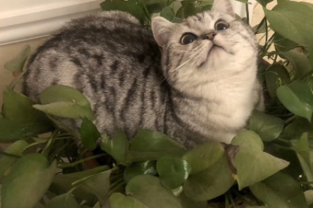 银渐层带虎斑纹是串串猫吗？纯种银渐层也会有虎斑吗？