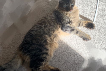 如何区分长毛狸花猫和缅因猫？看这里就够了！