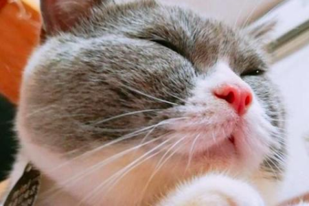 猫咪大小眼是怎么回事？这些原因你必须知道！