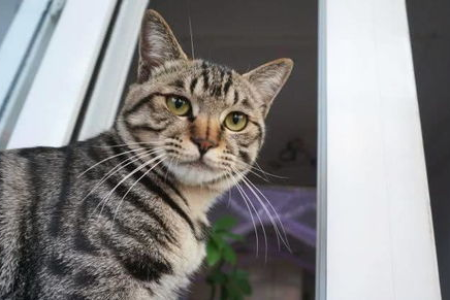 狸花猫和虎斑猫的区别在哪？一看便知！