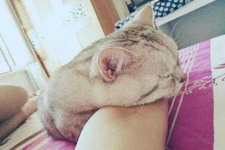 鼻子塌进去的猫咪好养吗？需要注意哪些问题？