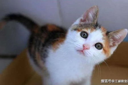 田园猫和土猫的区别是什么？它们都是本土猫吗？