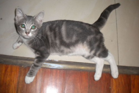 灰色猫咪有哪些品种？带你认识各种灰色的猫咪
