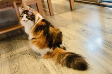 长毛三花猫是什么品种？田园猫还是英短？