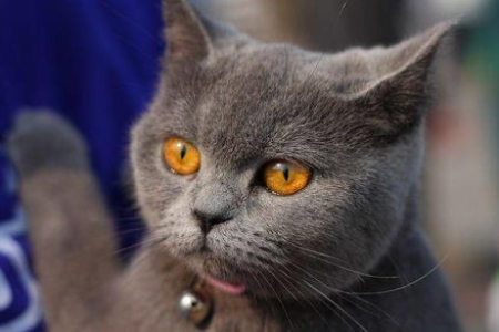 短毛家猫是不是宠物猫？带你了解常见短毛猫品种