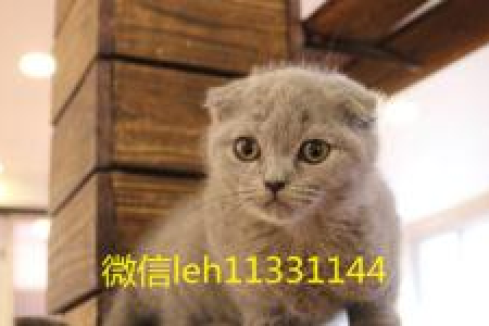如何区分美短猫和折耳猫？简单易懂的教程