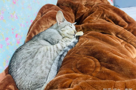 东方短毛猫好养吗？性格特点及饲养注意事项