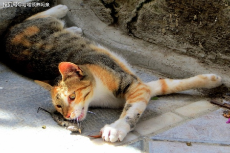 猫抓老鼠是本能吗？探索猫的捕猎行为之谜！