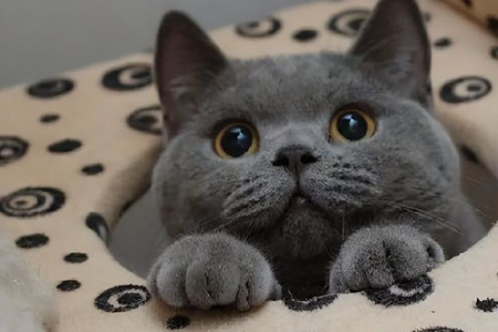 想养蓝猫？矮脚蓝猫和普通蓝猫哪个更适合你？