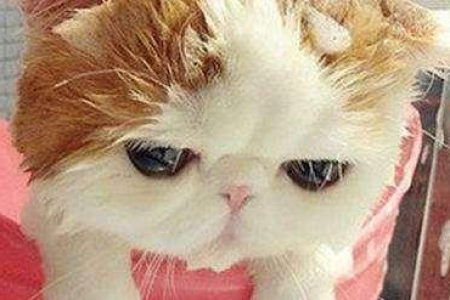 猫的祖先真是沙漠来的吗？揭秘猫咪起源的秘密！