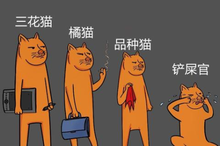 梨花猫是什么品种的猫？它和中华田园猫的区别